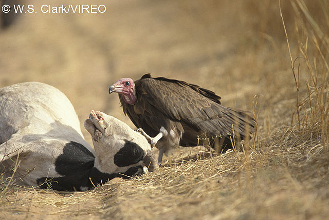 Hooded Vulture c13-8-023.jpg